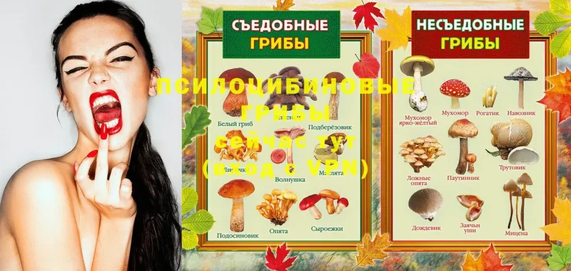 Галлюциногенные грибы Cubensis  продажа наркотиков  Калининец 